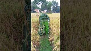 ‍️Bird's nest on the water#super#funny#video# #India#Indonesia#United# #Vietnam#Italy#Algeria