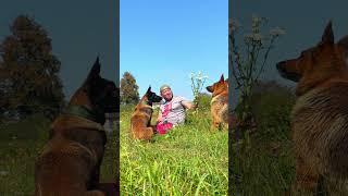 Jealousy of dogs 