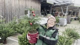 Wie teuer sind Weihnachtsbäume auf Sylt?