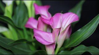 Zantedeschia cultivars - Calla, Kalla, Calla Lily