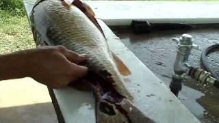 How To: Fillet a Big Calaveras Lake Redfish dnahoghunter Style