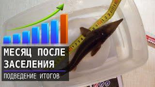 УЗВ - месяц после заселения осетра - подводим итоги