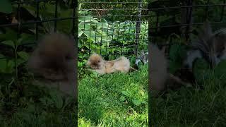 Bunny Diary Day 215.  Freaky Cosmo  #rabbit #rabbitvlog  #rabbitnyc #bunnynyc #兔 #うさぎ #Bunny