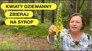 Dziewanna - Piękna I Pełna Zdrowotnych Właściwości