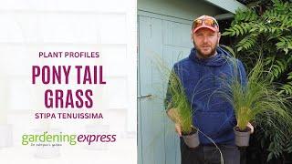 Plant Profile - Stipa tenuissima / Pony Tail Grass - Gardening Express