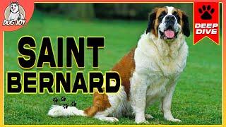 Gentle Giants: A Complete Guide to SAINT BERNARDS