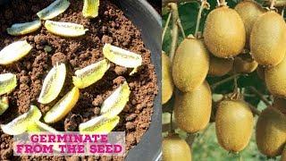 how to grow kiwi from the fruit - Tropical Growing