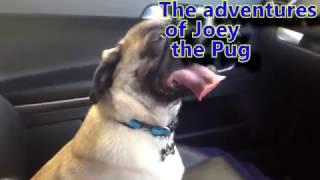 The adventures of Joey the pug