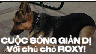 CHUYỆN ĐỜI THƯỜNG |  Dạo biển với Roxy