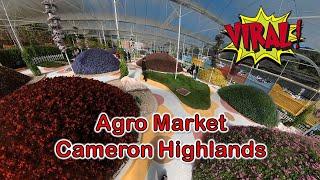 Agro Market, Cameron Highlands, Pahang (Tempat Baru dan Viral)