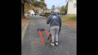 JayCay Dog Services 