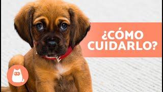 Guía Completa de los CUIDADOS de un CACHORRO  (Educación, Alimentación, Higiene y Juego)