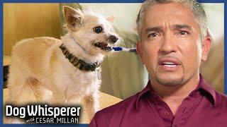 Tiny Guard Dog Bites Back at Neighbors | Full Episode | Dog Whisperer with Cesar Millan