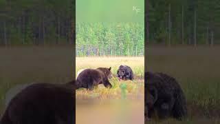 Two Bears Fight for Their Meal, But a Clever Wolf Snatches the Victory with Unmatched Agility