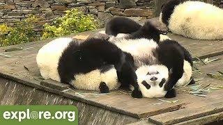 TRY NOT TO LAUGH!! Panda Bloopers!