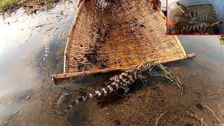 Woow!! Unbelievable this lake found crocodile Catching Crocodile, KOI Japan, Betta Fish and Turtle