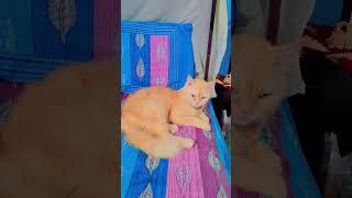 #my #cat #like #shortsviral #subscribe plz plz plz 