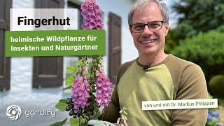 Fingerhut (Digitalis): Heimische Wildpflanze für Insekten und Naturgärtner