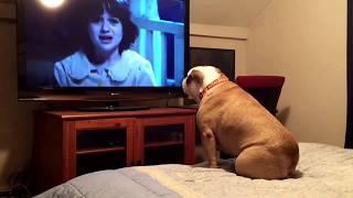 Bulldog watches a horror movie, does something INCREDIBLE during scary scene