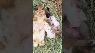 The little rabbit is so cute when it is breastfeeding. Cute pet debut plan. Rabbit. Cute little