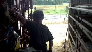 How a young boy hoof trims his cows