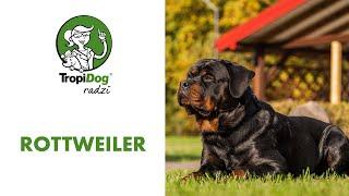 The Rottweiler. Rottweil butchers' dog...