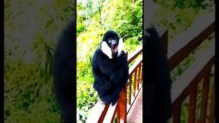 very cool sound #animals #funny #monkey #primata #viral #video #gorilla #wildlife