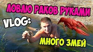 VLOG: ЛОВЛЮ РАКОВ РУКАМИ! МНОГО ЗМЕЙ! / Виталий Зеленый