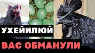 Какие куры несут зеленые яйца? Куры породы ухейилюй, лакеданзи. Китайские куры несушки вся правда