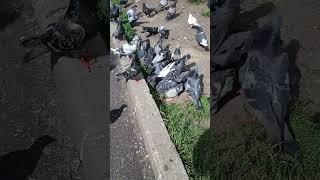 Голубиная вечеринка: развлечение и вкусняшки! , Pigeon party, pigeon hangout, कबूतर पार्टी #shorts