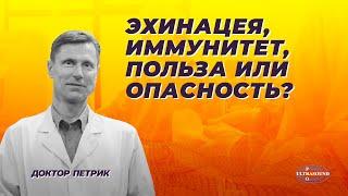 Эхинацея, иммунитет, польза или опасность?