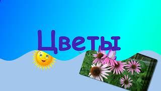 Цветы