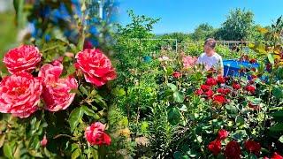 Цветочные клумбы в начале лета, после холодных дождей. Краснодарский край.