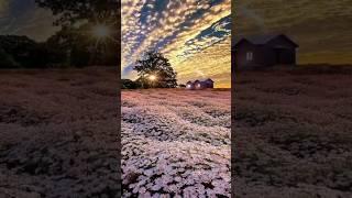 Beautiful View | RAUF SAEED OFFICIAL  #islamic #youtubeshorts #shortsvideo