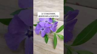 Барвинок - от слабоумия, давления и неврозов #травы #травник #лекарственныетравы #травничество