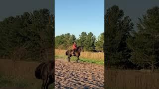 Get it Valor #horse #equestrian #horseedit #valor