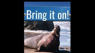 Elephant Seals | San Simeon, CA