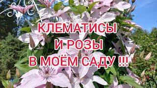 Клематисы и розы в моём саду!