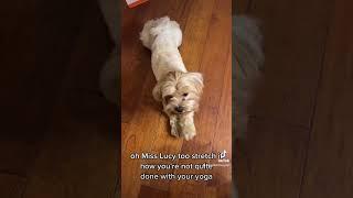 Dog Yoga with Sam & Lucy ️ | Yoga Video | At-Home Yoga