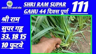 GAHU SHRI RAM SUPER 111 पहा किती फुटवे आहे  आपली माती आपले लोक