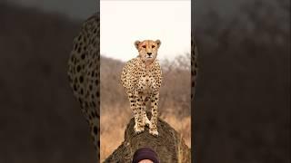 Cheetah watching for Hunting #animals #wildlife #nature #bigcats