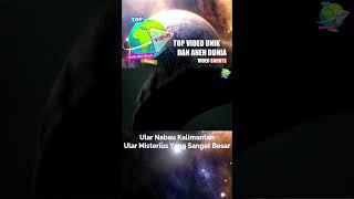 ULAR NABAU KALIMANTAN, ULAR RAKSASA KALIMANTAN #shorts #short #videoshorts #viral