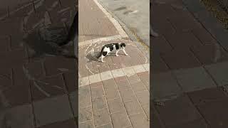 Funny cats meowing Meow  Beautiful pets  Cute amazing