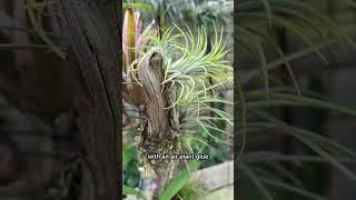 Almost 2 years ago, I created a driftwood tree, onto which I mounted various epiphytes.