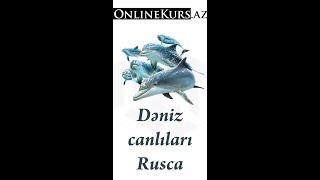 Dəniz canlıları rusca II hissə