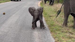 Tiny Elephant Can Barely Walk But Is Already Charging Cars