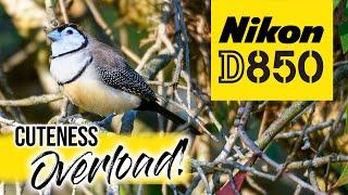 Nikon D850 Bird Photography | Double Barred Finch