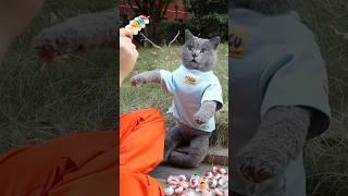 Wow! Delicious Candies Turned Into A Snail Dessert! #catvideos #catmemes #trending