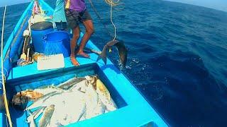 LONGLINE FISHING //cobia fish, queen fish, kingfish catching at offshore