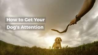 How To Get Your Dog's attention